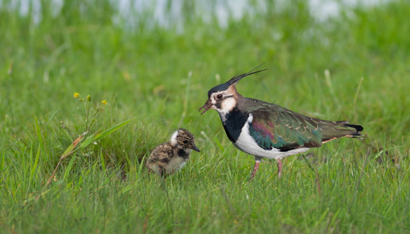 Herstel veenweidenatuur met terugkeer verdwenen planten en dieren